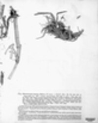 Chaenocarpus setosus image